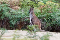 Klokan rudokrky - Macropus rufogriseus - Bennett's wallaby 5487